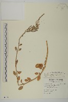 變葉藜藏品圖，第1張