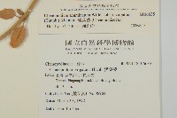 變葉藜藏品圖，第2張