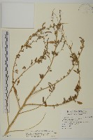 變葉藜藏品圖，第1張