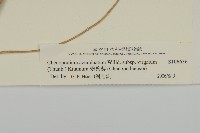 變葉藜藏品圖，第3張