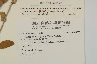 變葉藜藏品圖，第2張