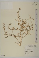 登錄號:S106640藏品圖，第1張