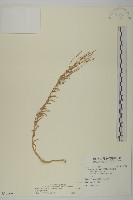 裸花鹼蓬藏品圖，第1張
