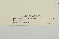 裸花鹼蓬藏品圖，第3張