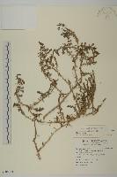 裸花鹼蓬藏品圖，第1張