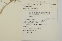 裸花鹼蓬藏品圖，第2張