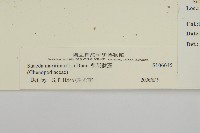 裸花鹼蓬藏品圖，第3張