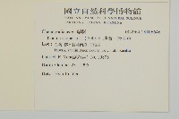 地膚、掃手草藏品圖，第2張