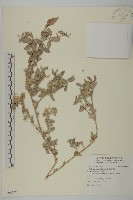 臺灣濱藜藏品圖，第1張