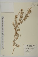 馬氏濱藜藏品圖，第1張