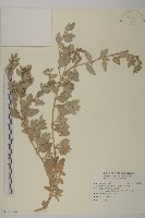 馬氏濱藜藏品圖，第1張