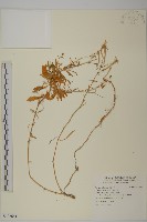 蠅子草藏品圖，第1張