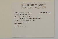 蠅子草藏品圖，第2張