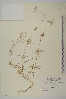 大瓜槌草藏品圖，第1張