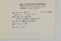 大瓜槌草藏品圖，第2張