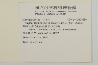 瓜槌草、漆姑草藏品圖，第2張