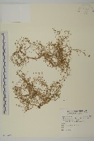 瓜槌草、漆姑草藏品圖，第1張