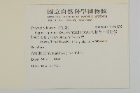 瓜槌草、漆姑草藏品圖，第2張