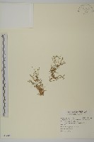 瓜槌草、漆姑草藏品圖，第1張