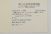 瓜槌草、漆姑草藏品圖，第2張