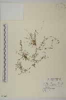 瓜槌草、漆姑草藏品圖，第1張