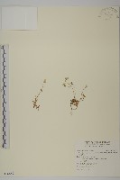 玉山卷耳藏品圖，第1張