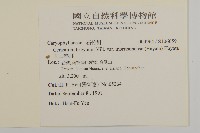 玉山卷耳藏品圖，第2張