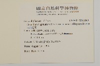 玉山卷耳藏品圖，第2張