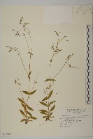 高山卷耳藏品圖，第1張