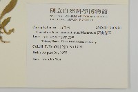 高山卷耳藏品圖，第2張