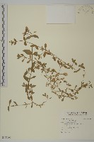 卷耳藏品圖，第1張