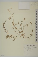 卷耳藏品圖，第1張