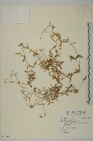 卷耳藏品圖，第1張