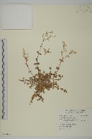 卷耳藏品圖，第1張