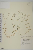 亞毛無心菜藏品圖，第1張