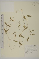 疏花繁縷藏品圖，第1張