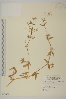 疏花繁縷藏品圖，第1張