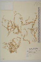 網脈繁縷藏品圖，第1張