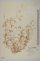 繁縷藏品圖，第1張