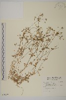 繁縷藏品圖，第1張