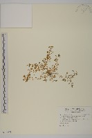 阿里山繁縷藏品圖，第1張