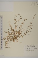 阿里山繁縷藏品圖，第1張