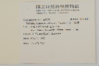 阿里山繁縷藏品圖，第2張