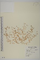 天蓬草、雀舌草藏品圖，第1張