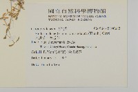 天蓬草、雀舌草藏品圖，第2張