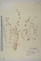 雀舌草藏品圖，第1張