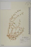 天蓬草、雀舌草藏品圖，第1張