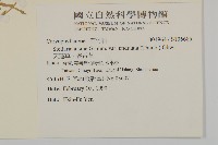 天蓬草、雀舌草藏品圖，第2張