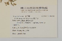 鵝兒腸藏品圖，第2張