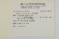 小麥剪秋羅藏品圖，第2張